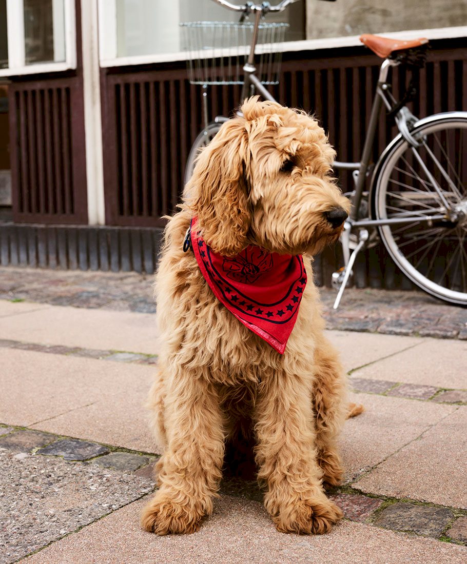 HAY Dogs Scarf