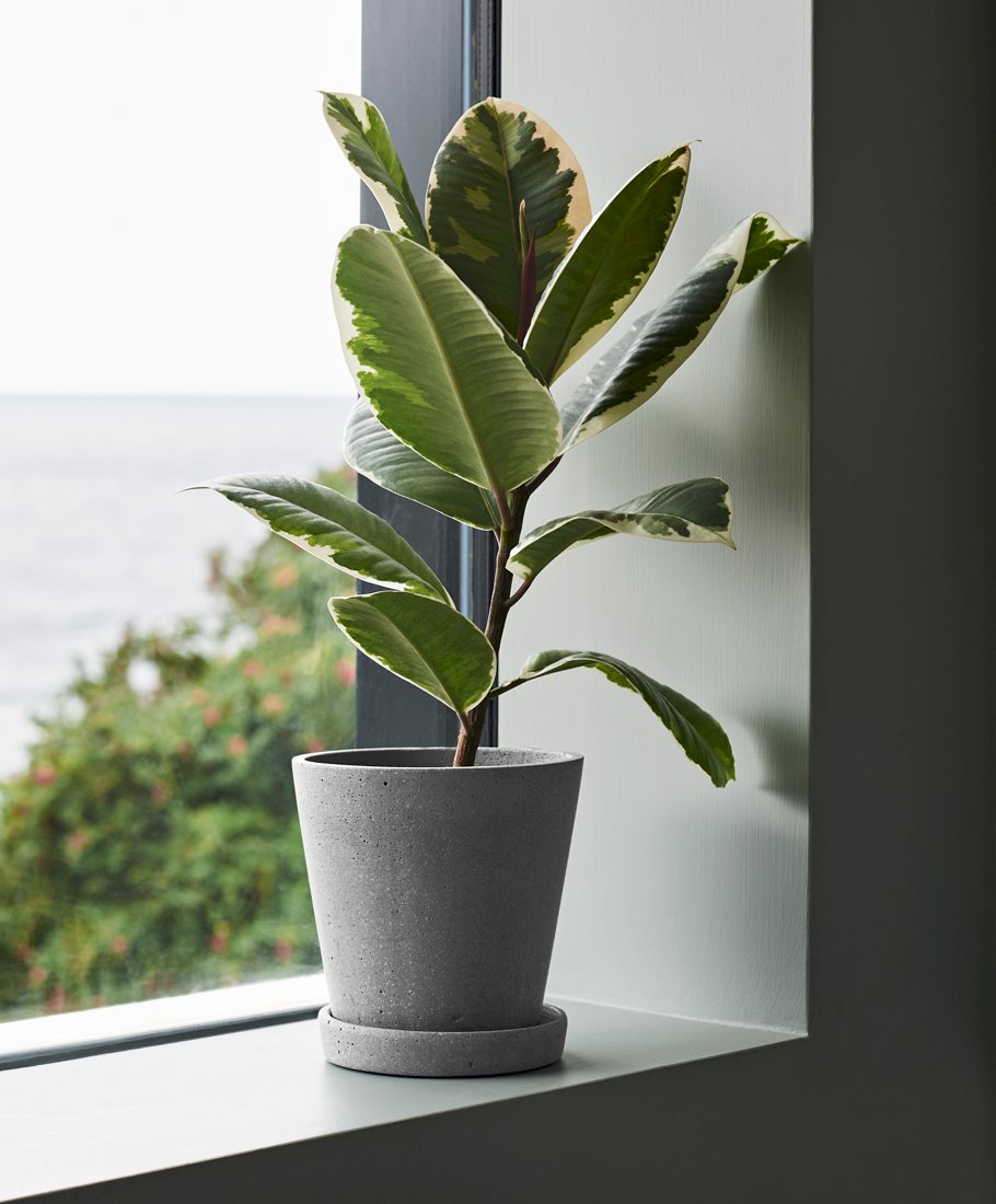 Flowerpot With Saucer